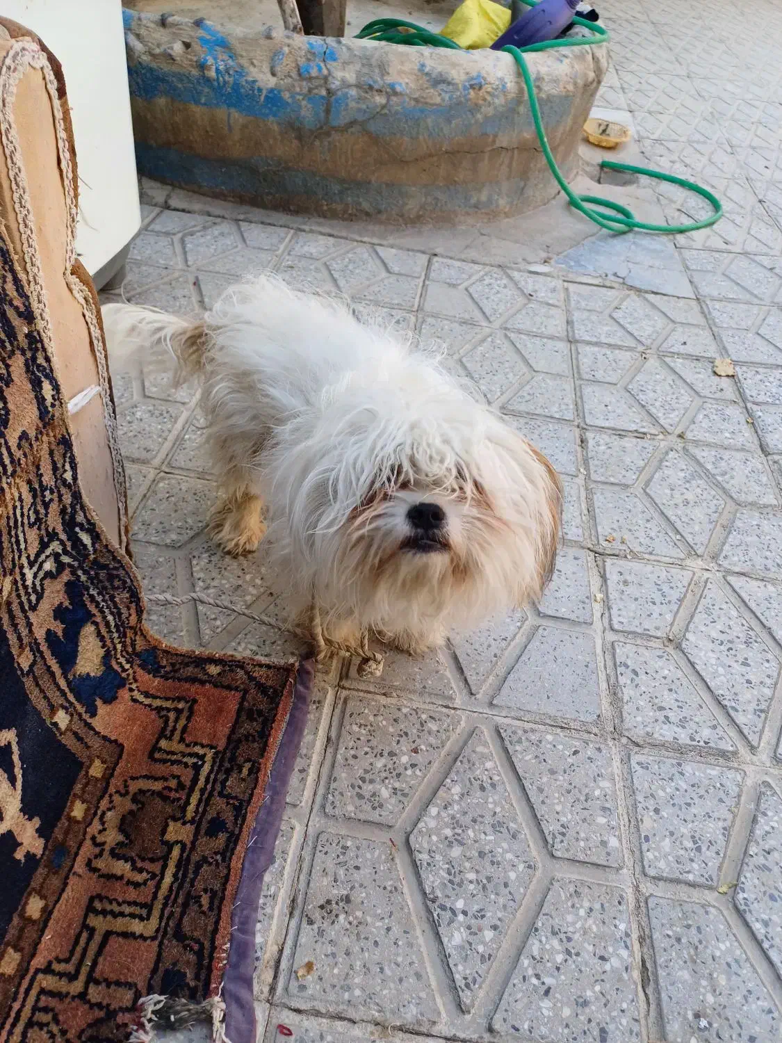 سگ خارجی|سگ|بروجرد, |دیوار