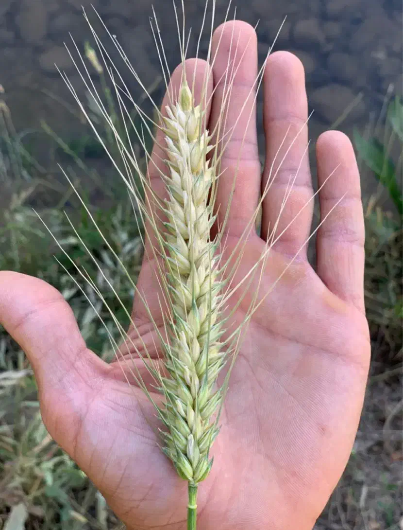 گندم|عمده‌فروشی|شوشتر, |دیوار