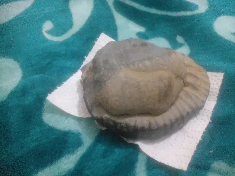 سنگ فصیلی.|کلکسیون اشیاء عتیقه|بجنورد, |دیوار