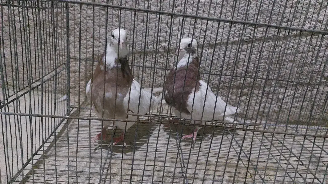 طوقی سرور|پرنده|دامغان, |دیوار