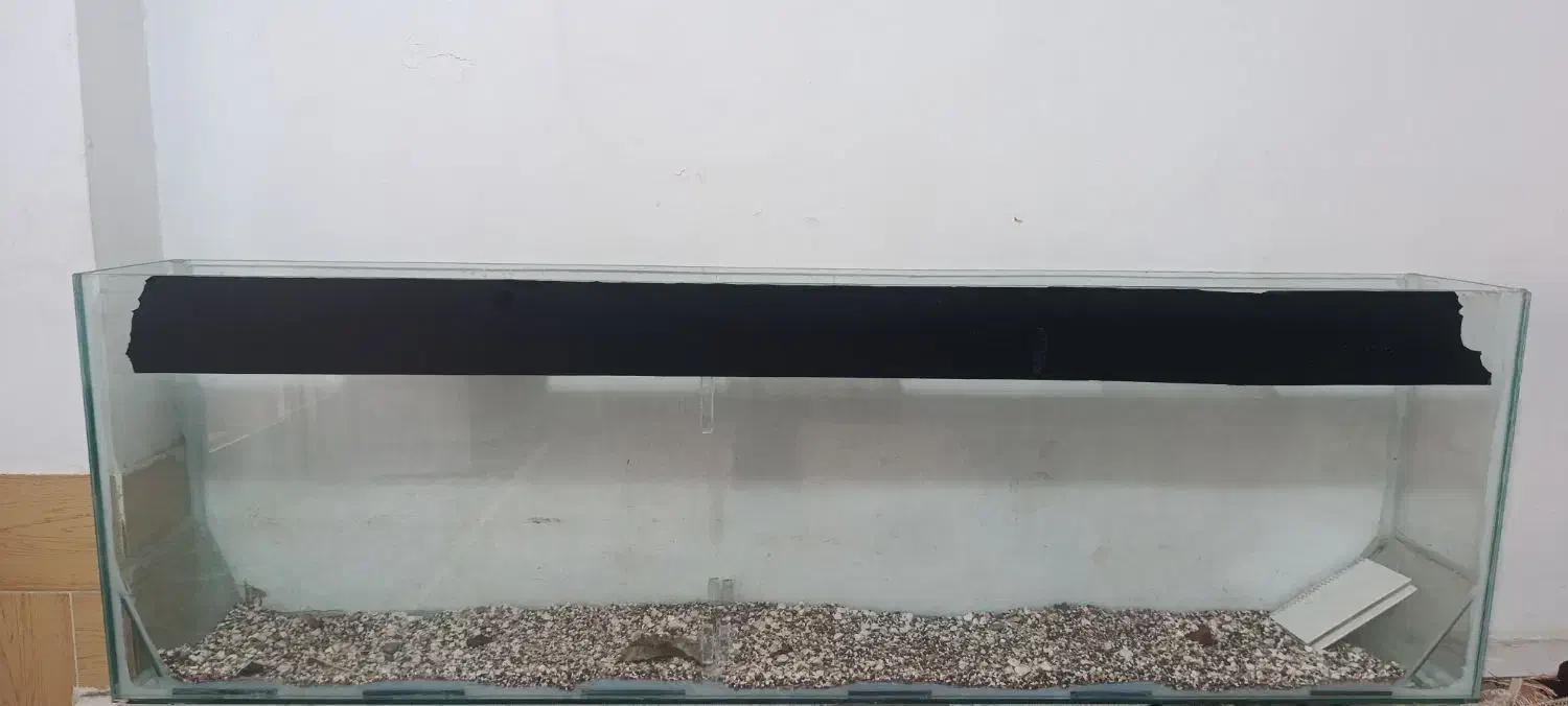 اکواریوم|ماهی|ششطراز, |دیوار