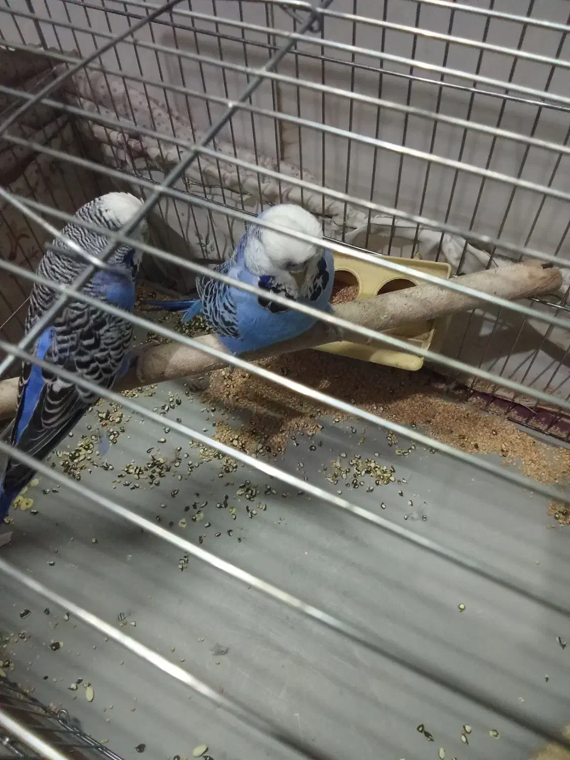 مرغ عشق انگلیسی|پرنده|نجفآباد, امیرآباد|دیوار