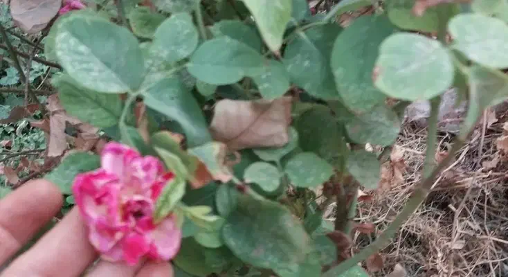 منزل اجاره ای اشکذرفیروزآبادشبانه روزی نفر شبی ۵۰۰|اجارهٔ خانه و ویلا|اشکذر, |دیوار