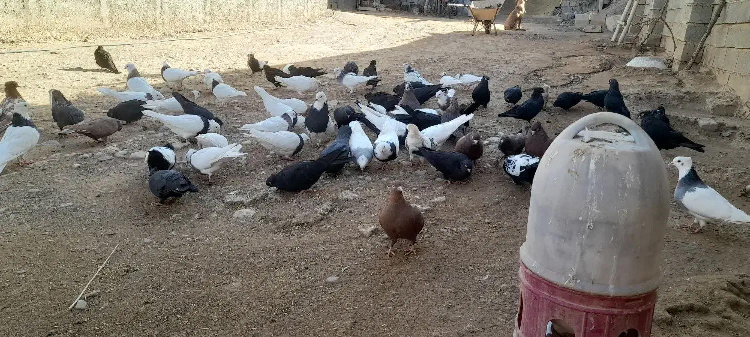 کبوتر|پرنده|کشاورز, |دیوار