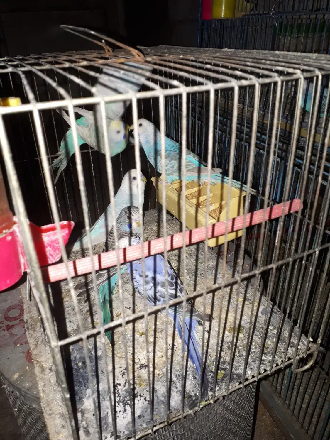 مرغ عشق فروشی زیر قیمت مغازه|پرنده|قم, دانش|دیوار