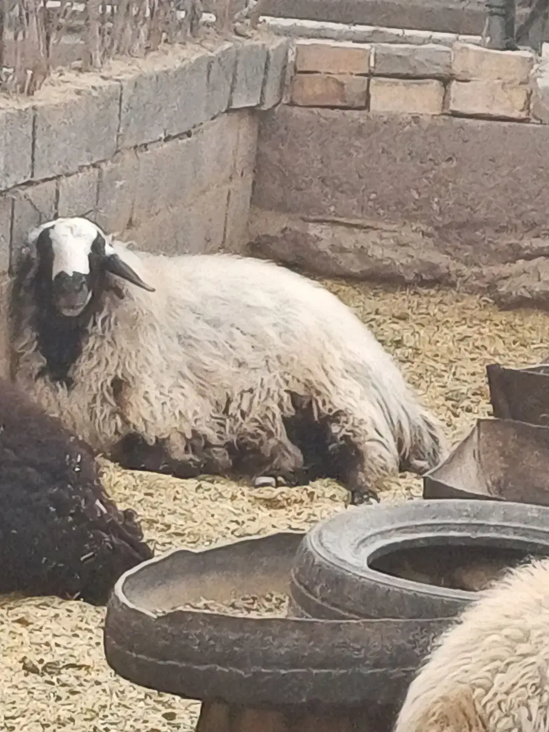 قوچ شال افشار|حیوانات مزرعه|زرند, |دیوار