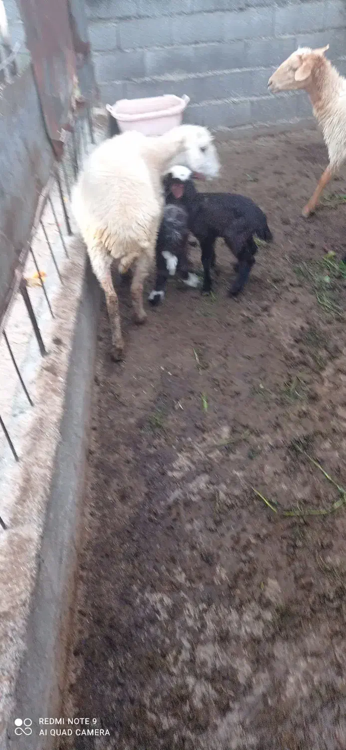 گوسفند دوقلوزا بره وره مار|حیوانات مزرعه|قائم‌شهر, |دیوار