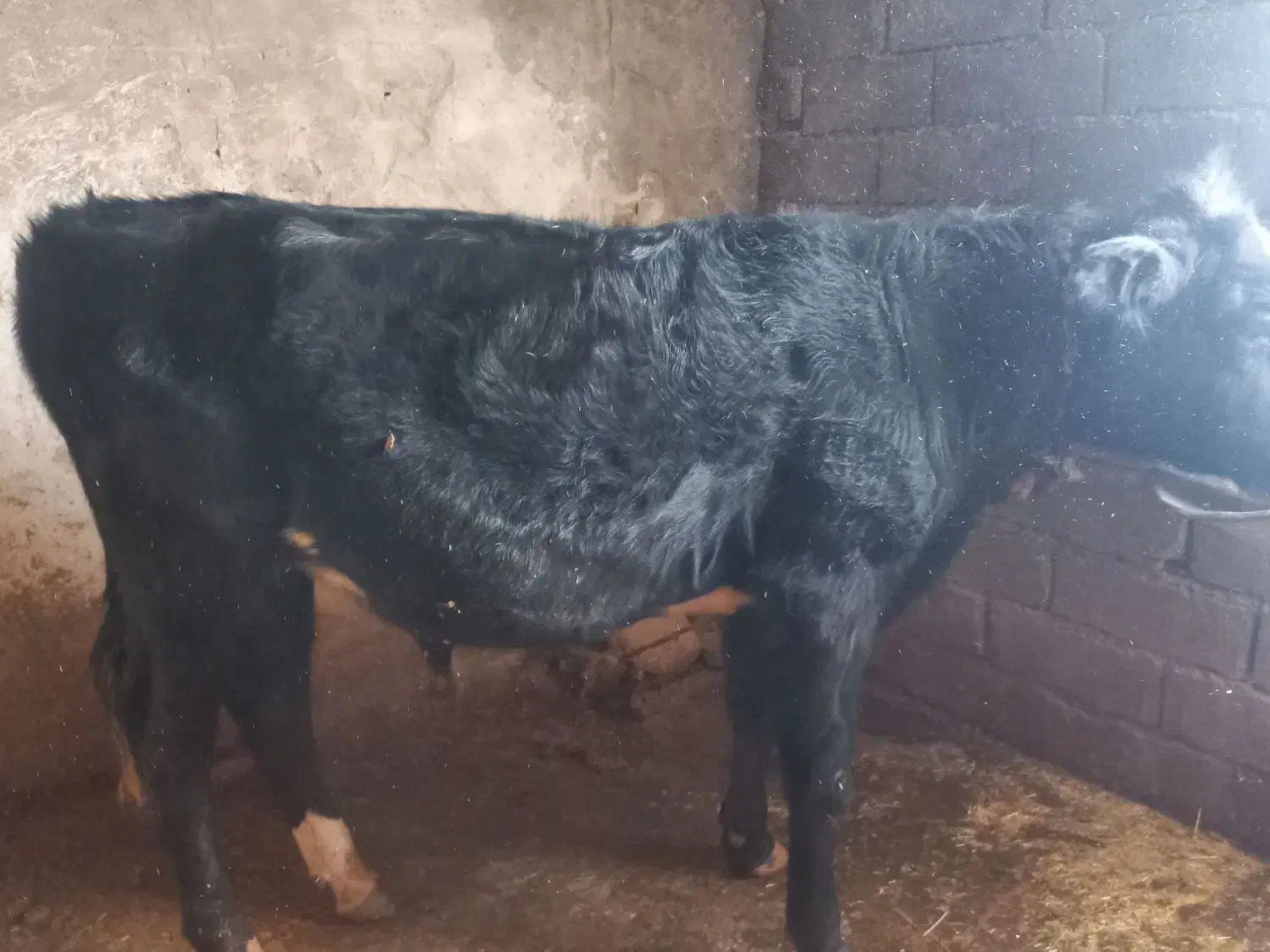 گاو نر|حیوانات مزرعه|فیروزآباد (لرستان), |دیوار