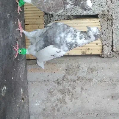 کاشانی گمشده|حیوانات|مسجد سلیمان, |دیوار