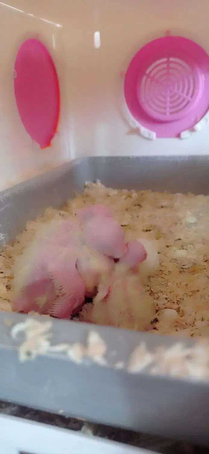 جفت مولد عروس هلندی کارداده سخنگو مولد جوان|پرنده|جلگه رخ, |دیوار