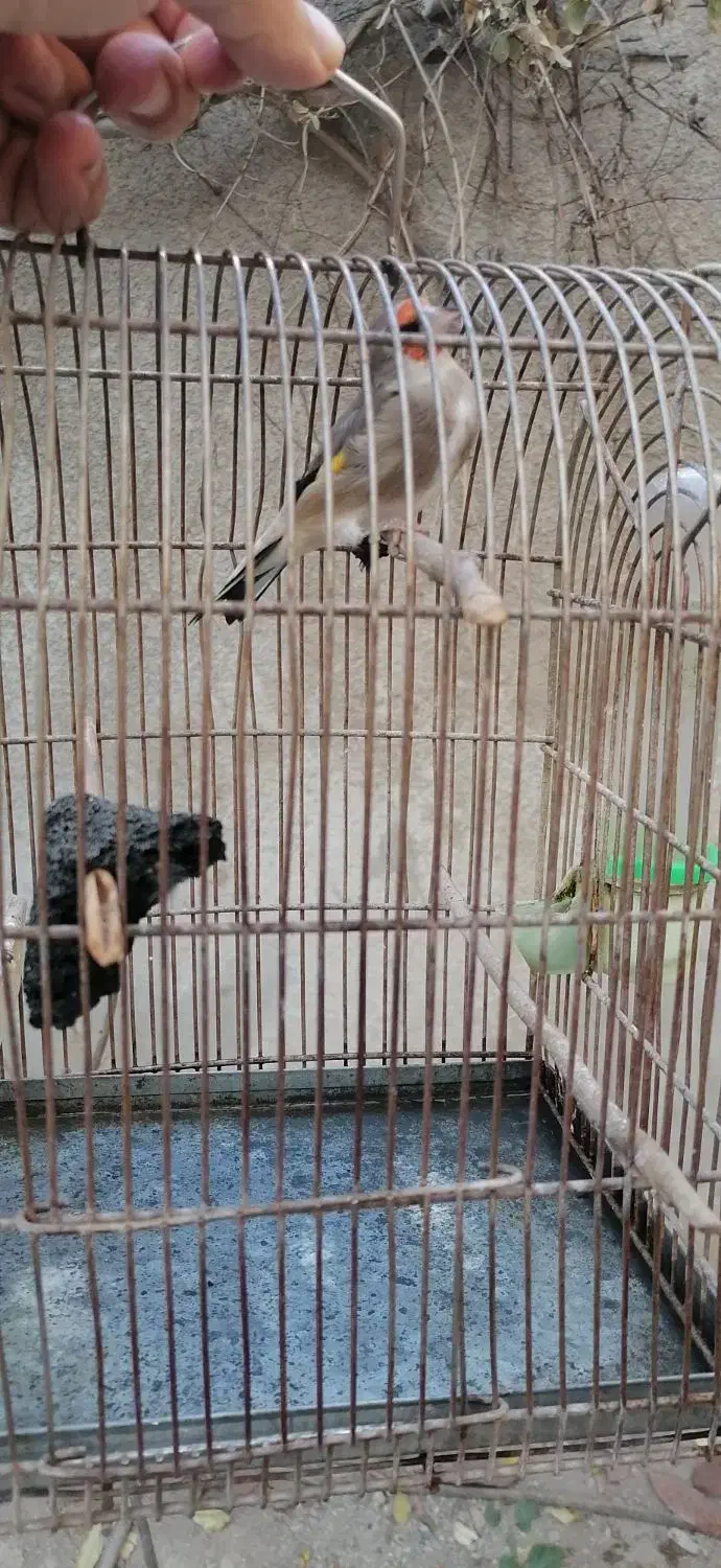 سره ماده|پرنده|تهران, اسکندری|دیوار