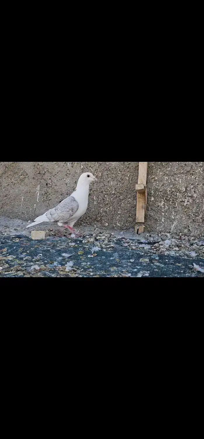 پشت طاوسی نر|پرنده|شیراز, کرونی(خاتونک)|دیوار