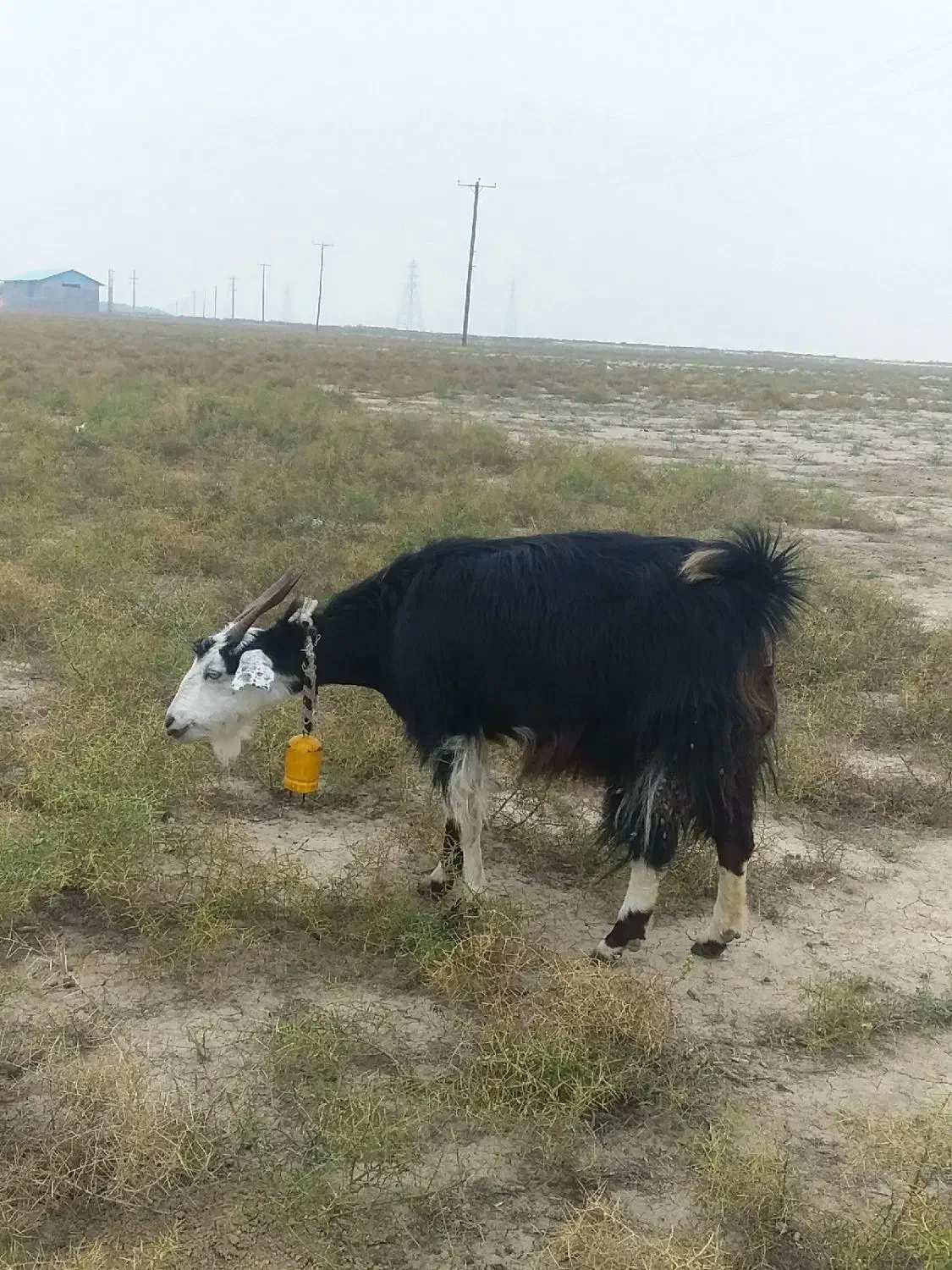 بز آبستن سنگین + بزغاله چاق پاکستانی|حیوانات مزرعه|گنبد کاووس, |دیوار