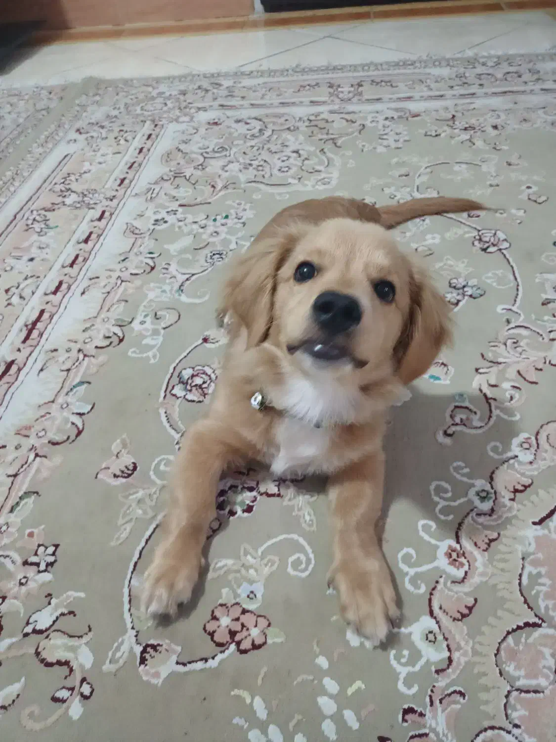 واگذاری سگ اشپیتز ۵ ماهه باهوش|سگ|فردیس, شهرک ارم|دیوار