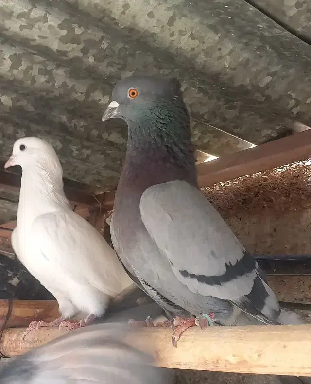 کفتر پرشی|پرنده|یزد, |دیوار