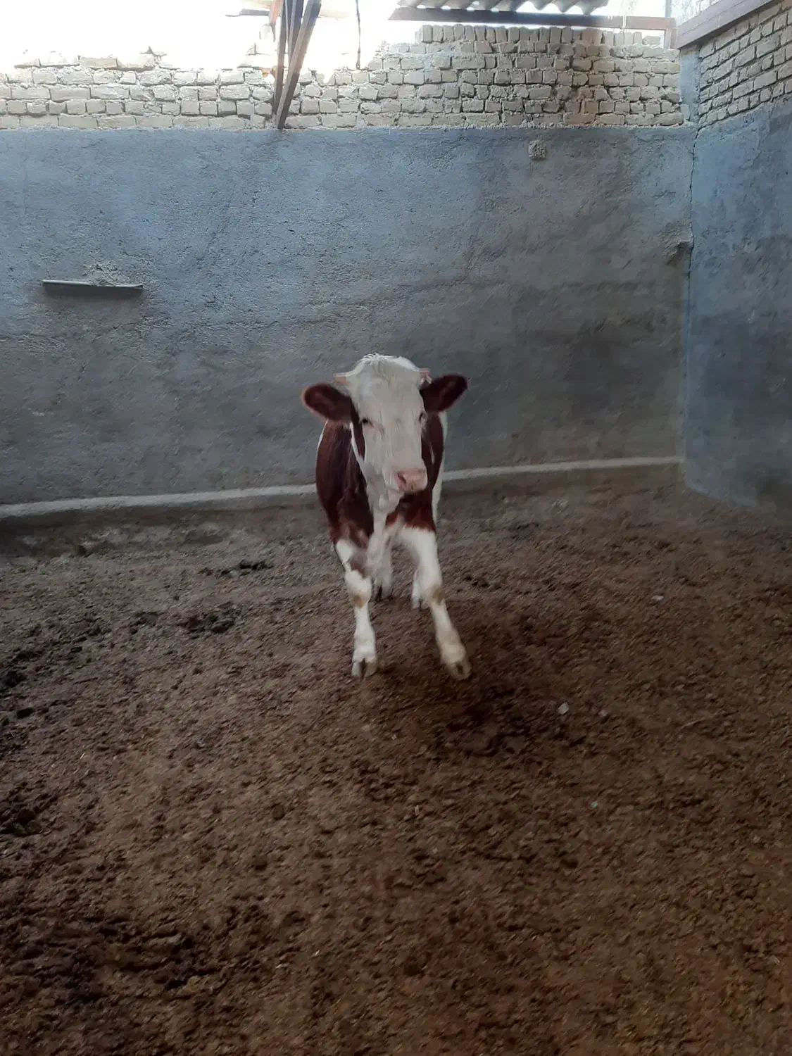 گوساله ماده تلیسه|حیوانات مزرعه|مشهد, خواجه ربیع|دیوار