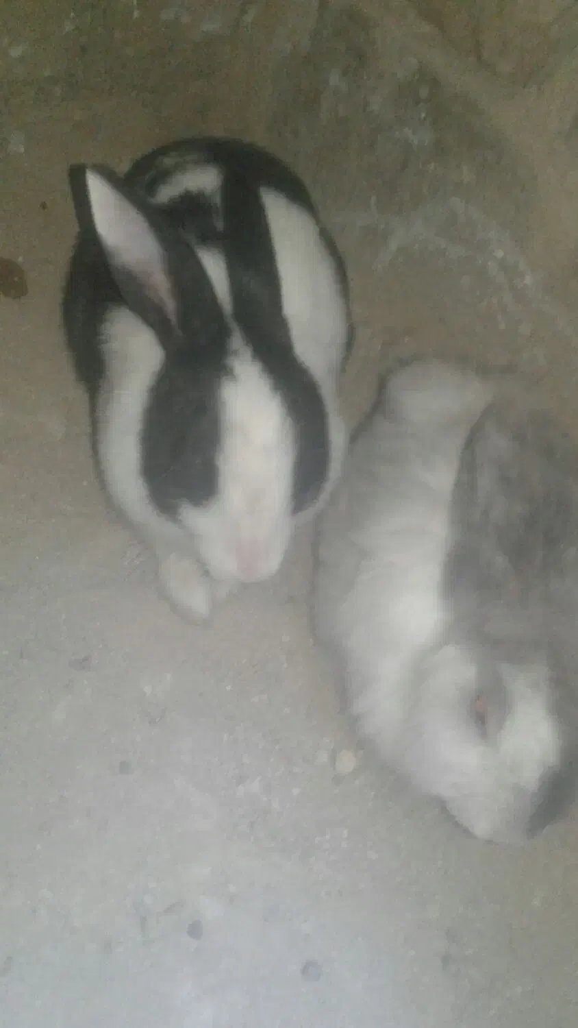 یک جفت خرگوش|موش و خرگوش|بوکان, |دیوار