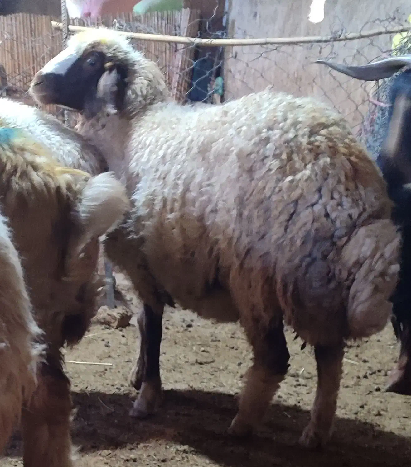 یک راس شک آبستن قیمت 18میلیون|حیوانات مزرعه|گوآور, |دیوار