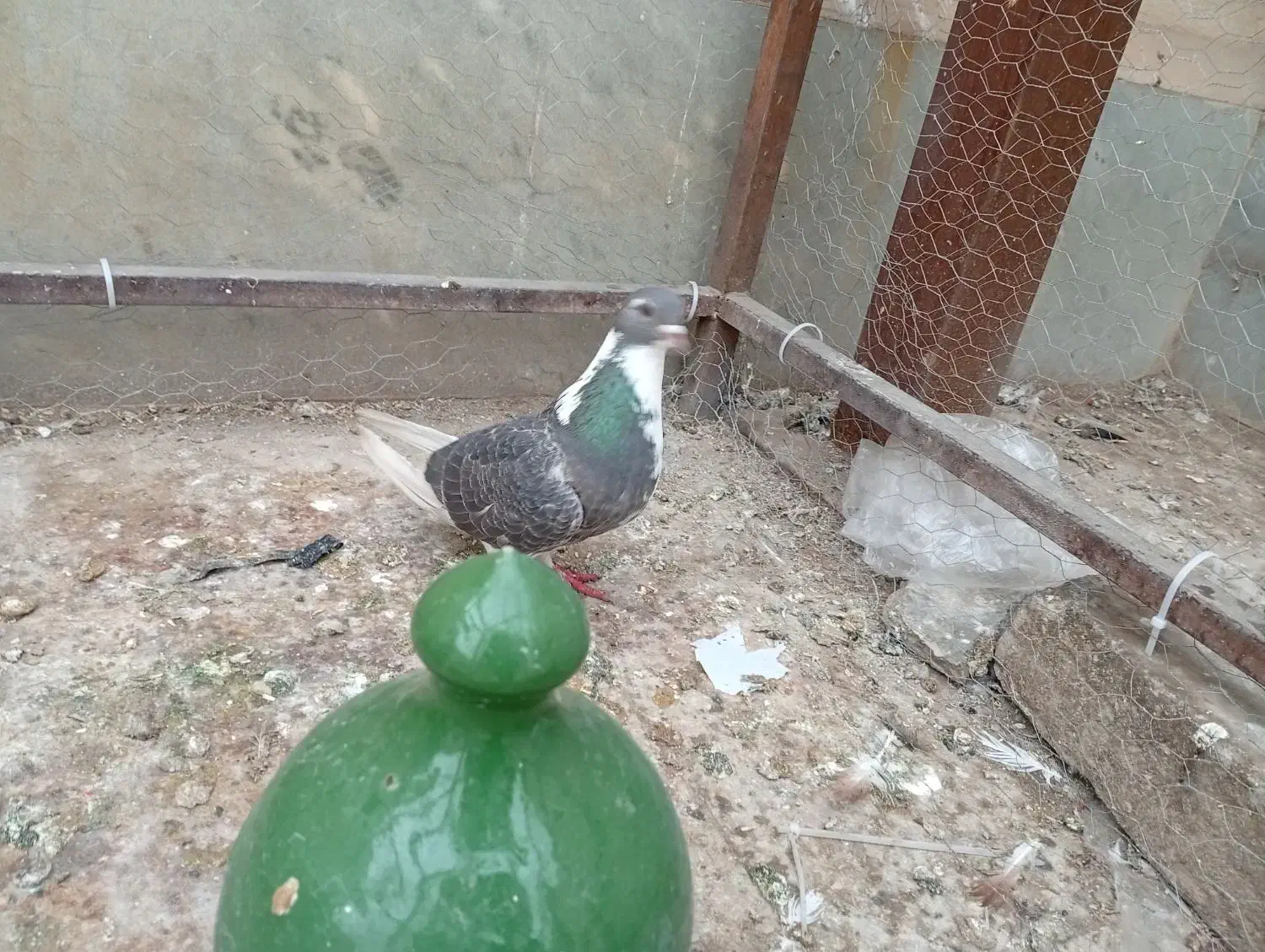 پلاس کبود|حراج|قم, کلهری|دیوار