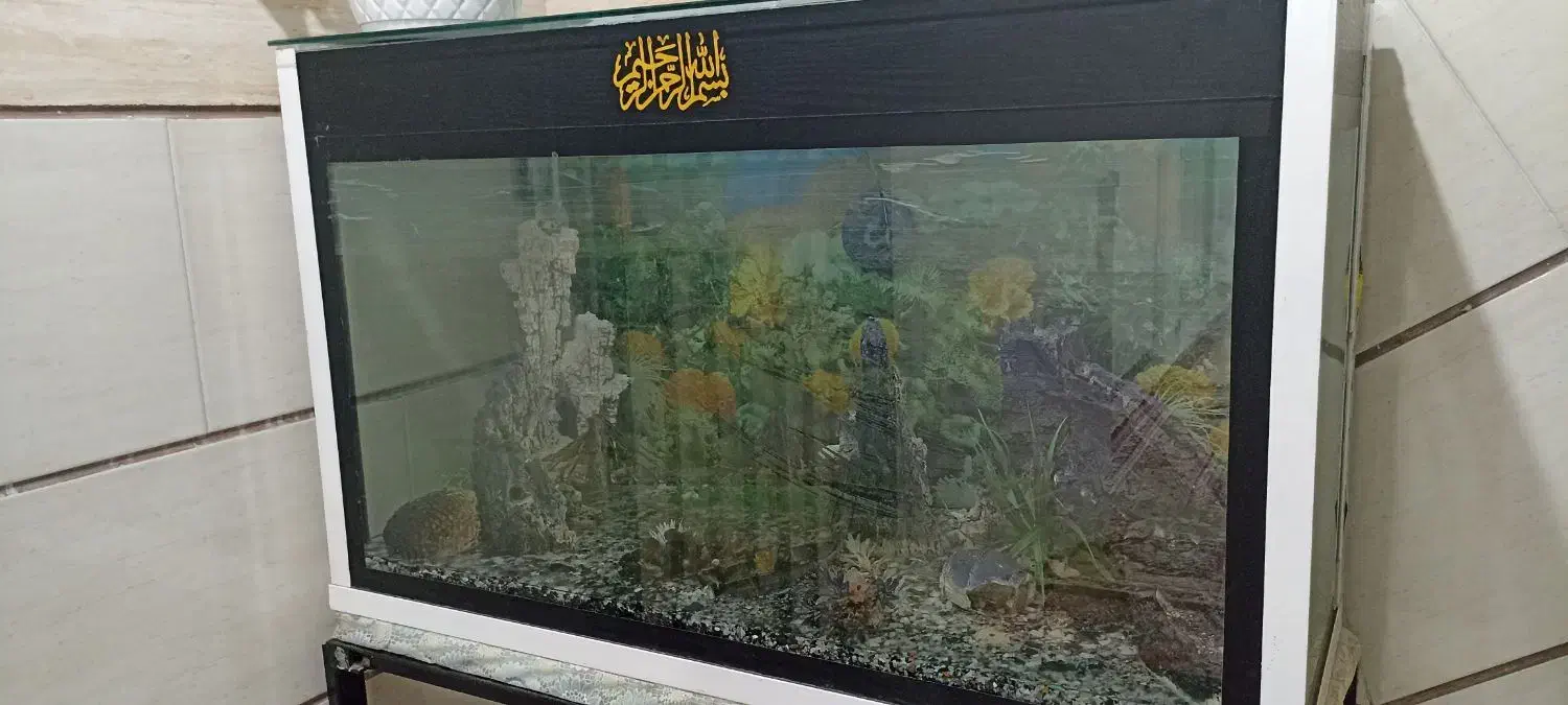 آکواریوم  بزرگ|ماهی|ملارد, |دیوار