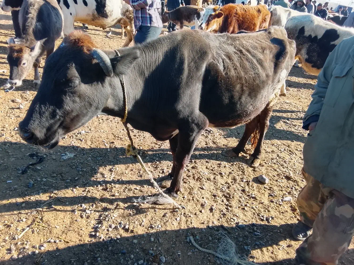 گاو گوشتی|حیوانات مزرعه|اهر, |دیوار