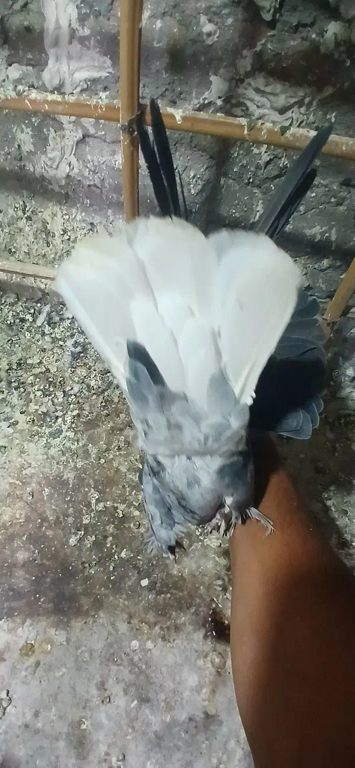 دمسفید نر زمانت پر|پرنده|بم, |دیوار