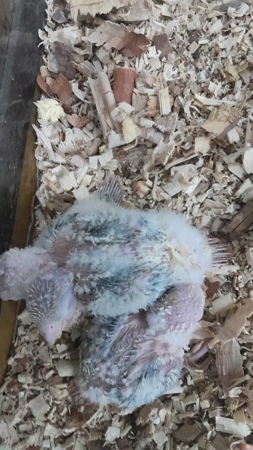 طوطی سرلاکی عروس،گیرینچیک|پرنده|آباده, |دیوار