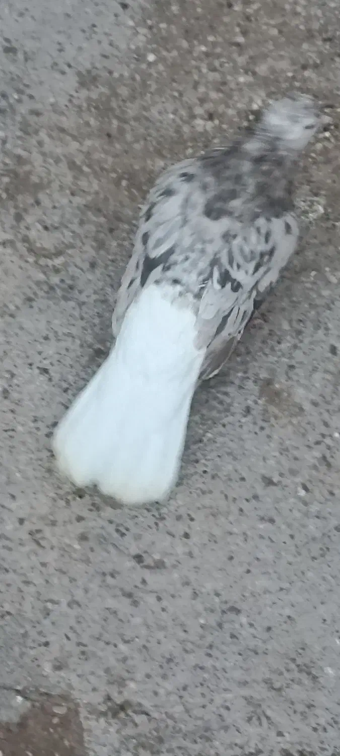 کبوتر|پرنده|خرمشهر, |دیوار