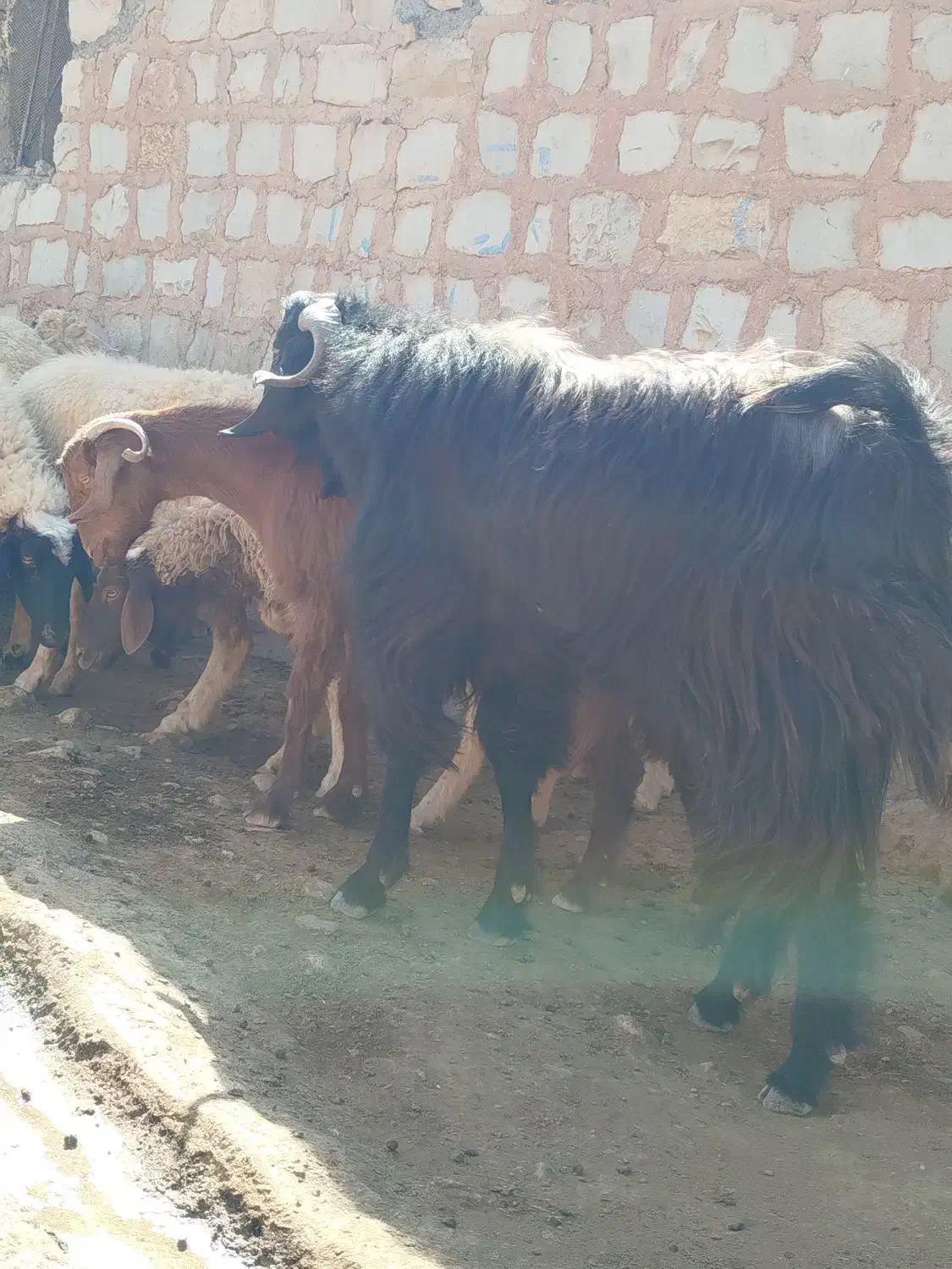 بز نر (ساورین)|حیوانات مزرعه|گیلان غرب, |دیوار