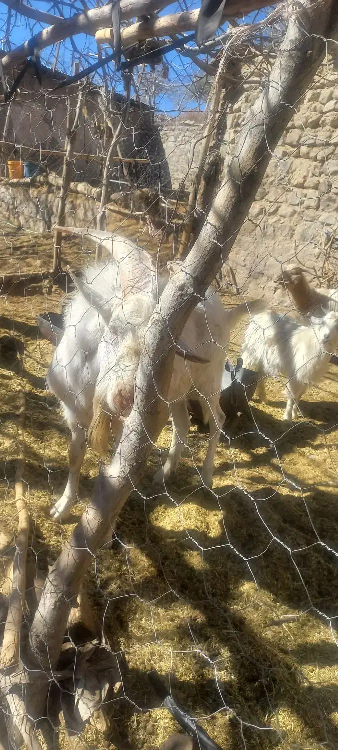 فروش نربز سانن فرانسه|حیوانات مزرعه|بافت, |دیوار