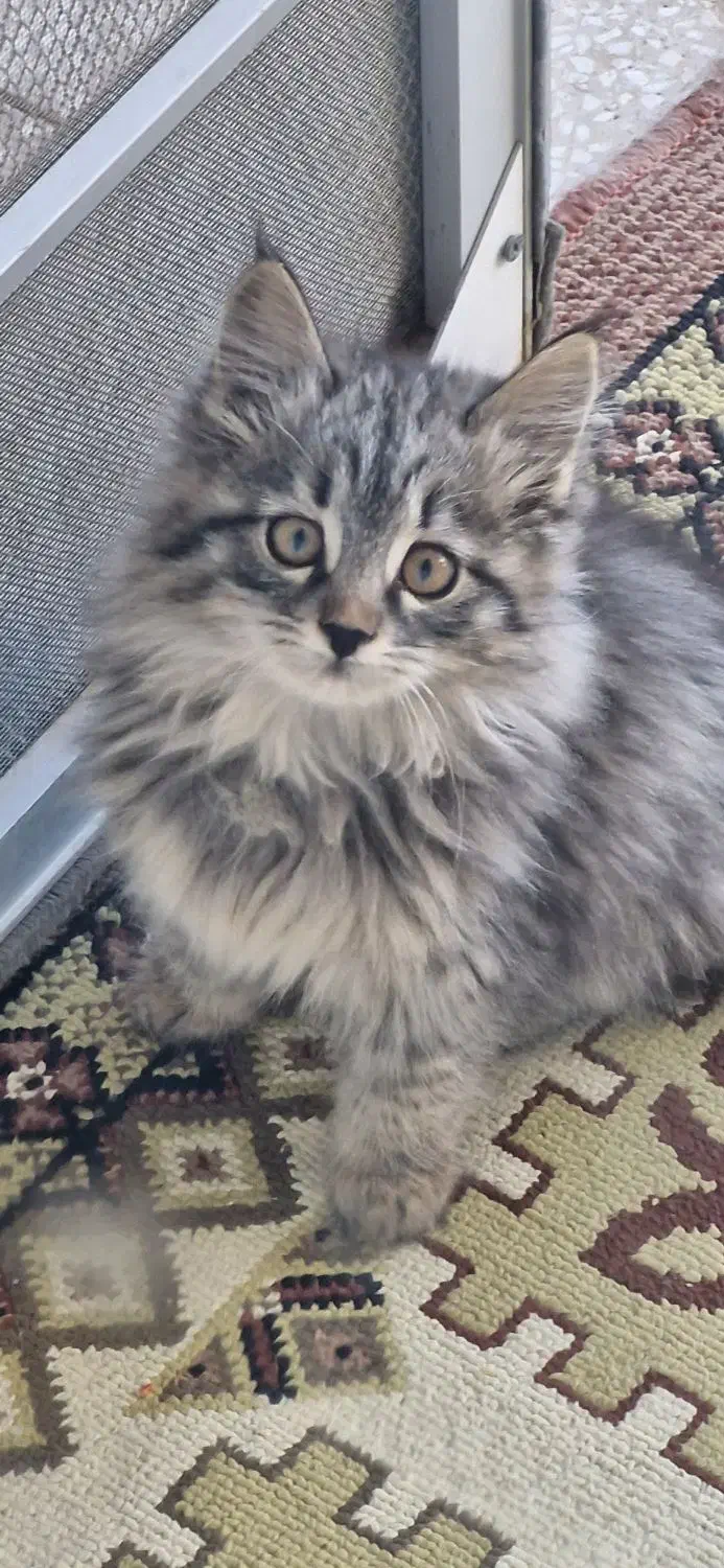 گربه نژادار دو ماه|گربه|سبزوار, هفت تیر|دیوار