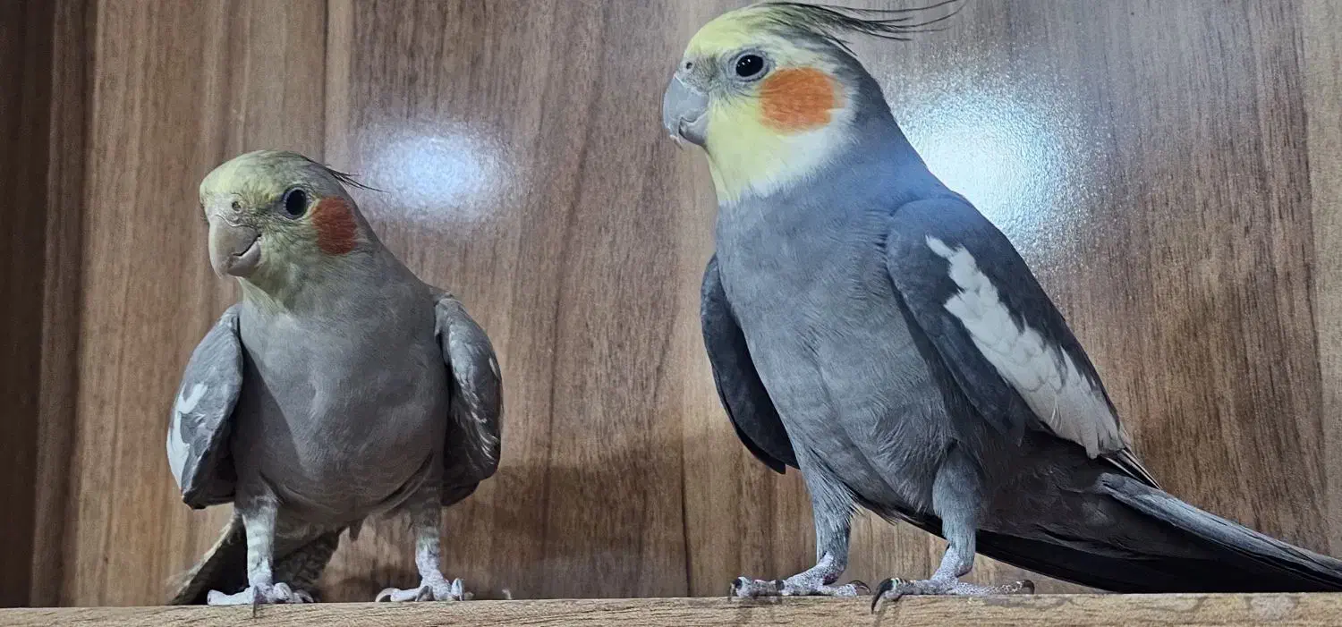 عروس هلندی|پرنده|سیرجان, |دیوار