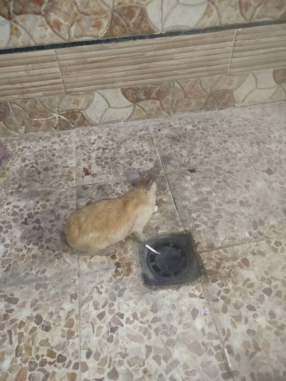 خرگوش|موش و خرگوش|کارون, |دیوار