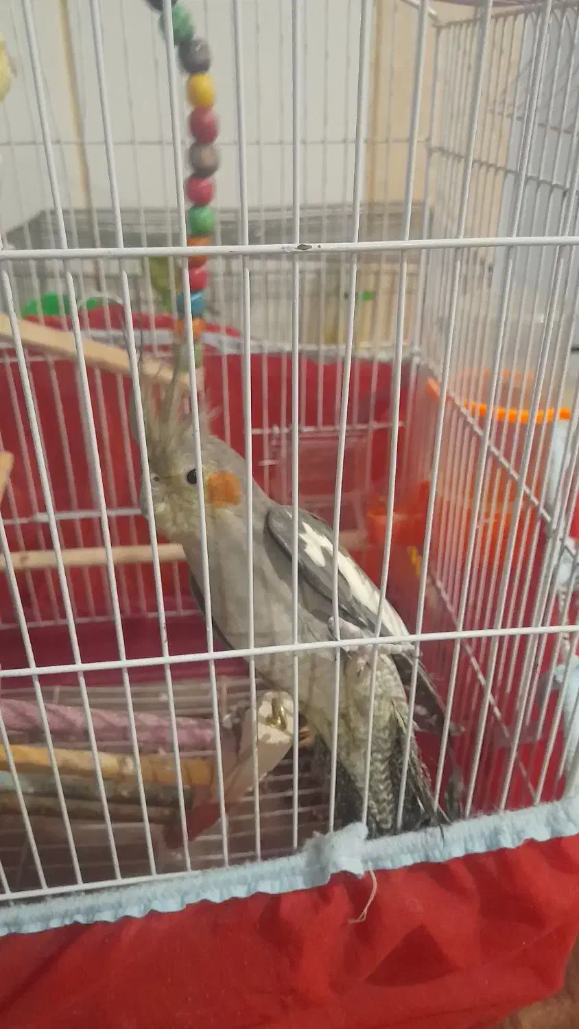 عروس هلندی جوان|پرنده|فلاورجان, |دیوار