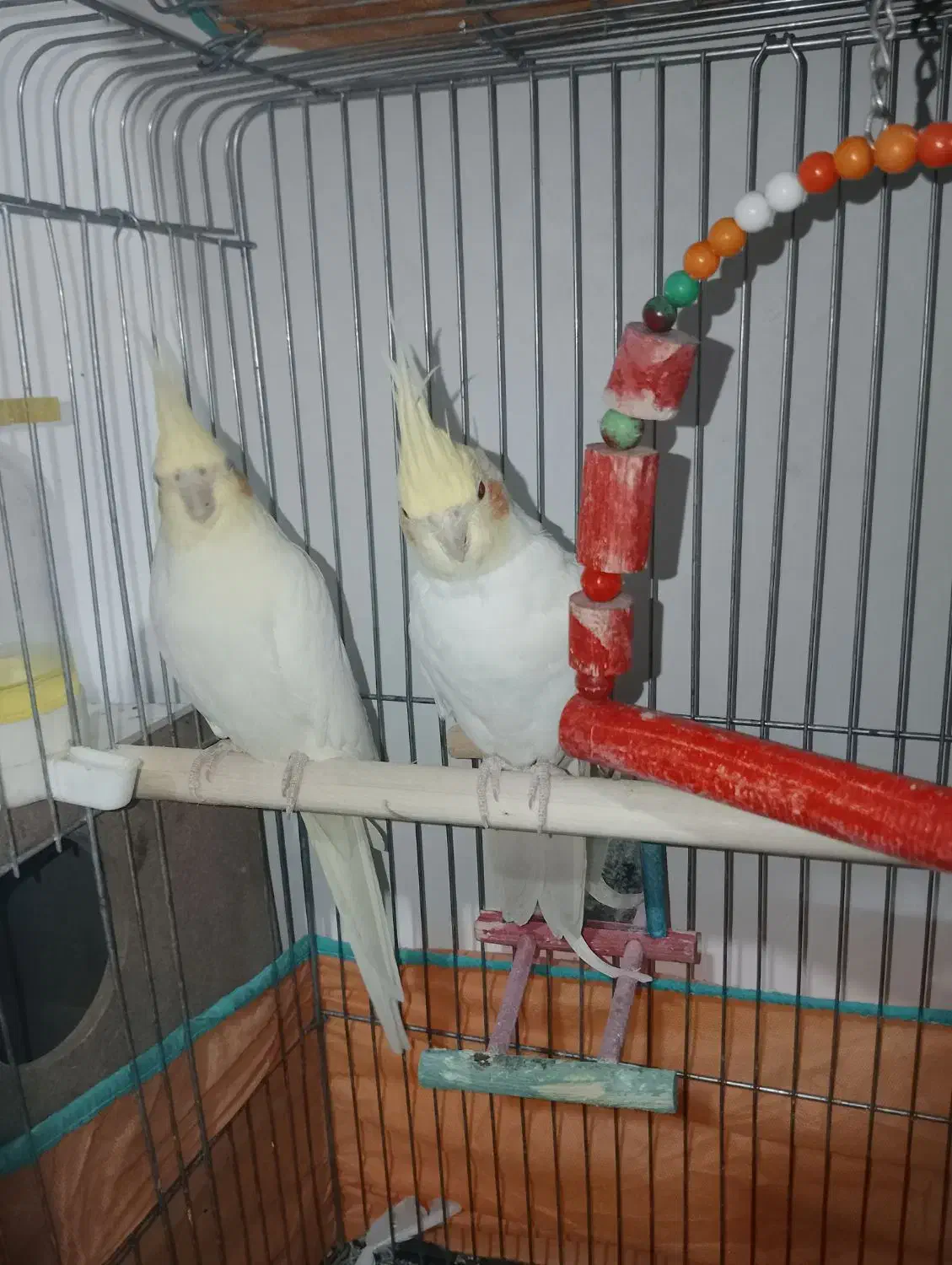 دو جفت عروس هلندی|پرنده|گرمی, |دیوار