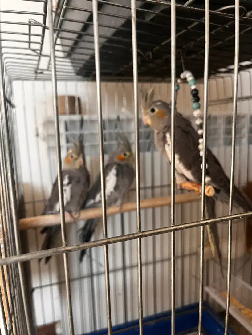 عروس هلندی|پرنده|پردیس, فاز ۲|دیوار