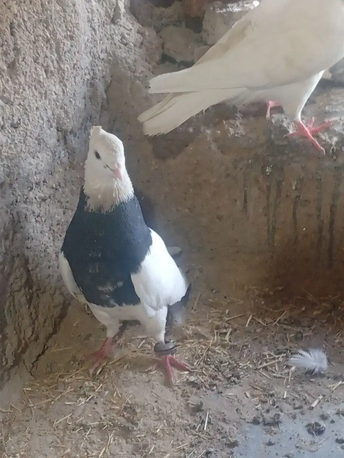 طوقی|پرنده|هندیجان, |دیوار