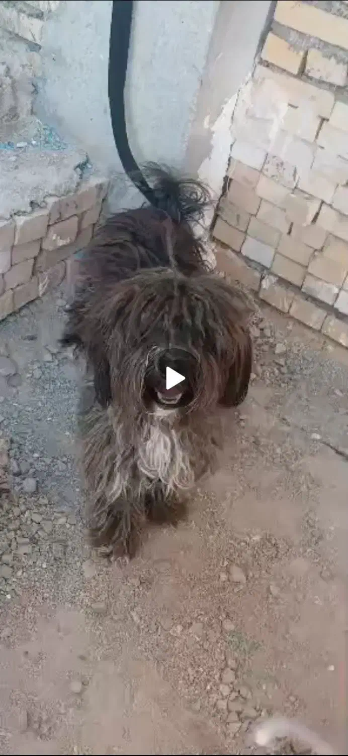 سگ پشمالویی نر|سگ|چمران, |دیوار