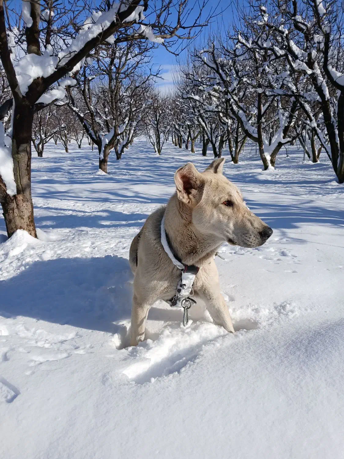 واگذاری سگ|سگ|مشگین شهر, |دیوار