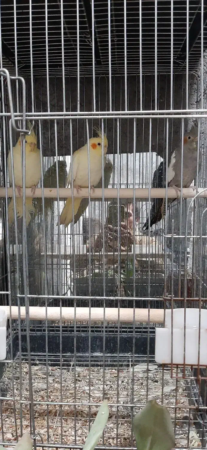 عروس هلندی|پرنده|پارسآباد, |دیوار