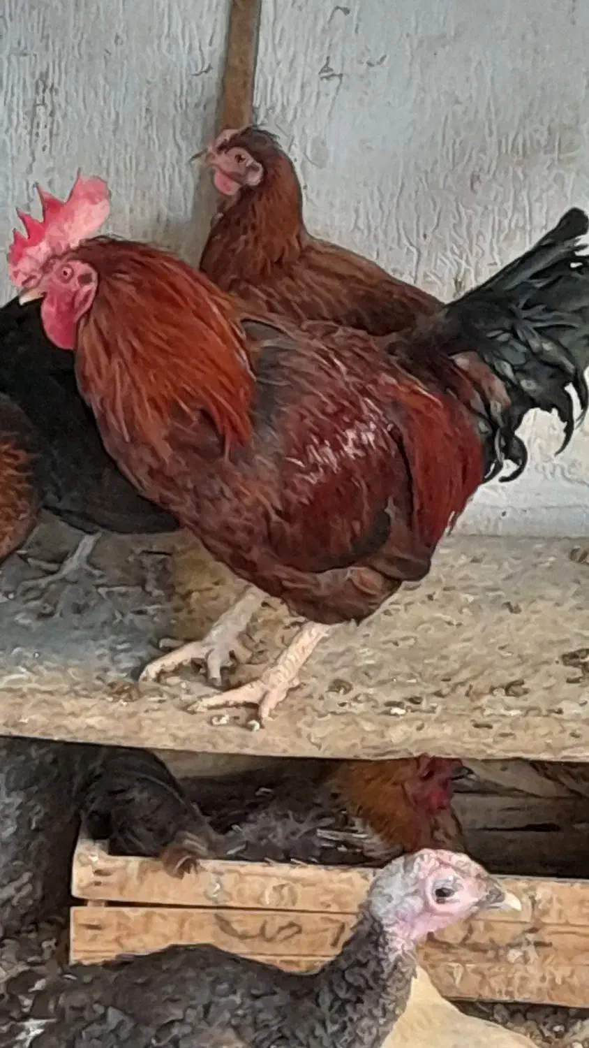 خروس سرخ و خوشتیپ|حیوانات مزرعه|جهرم, |دیوار