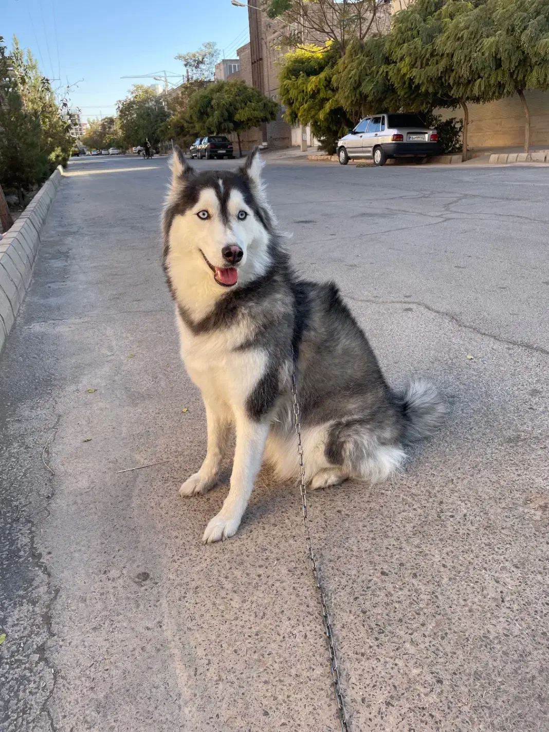 واگذاری هاسکی|سگ|کرمان, |دیوار