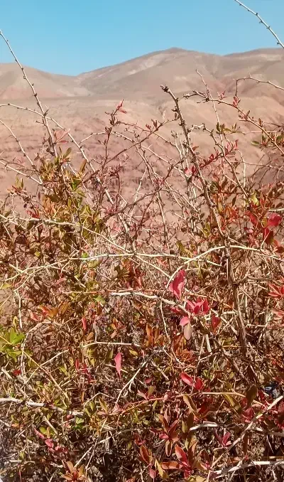 توری فنس باغی|مصالح و تجهیزات ساختمان|گرمسار, |دیوار