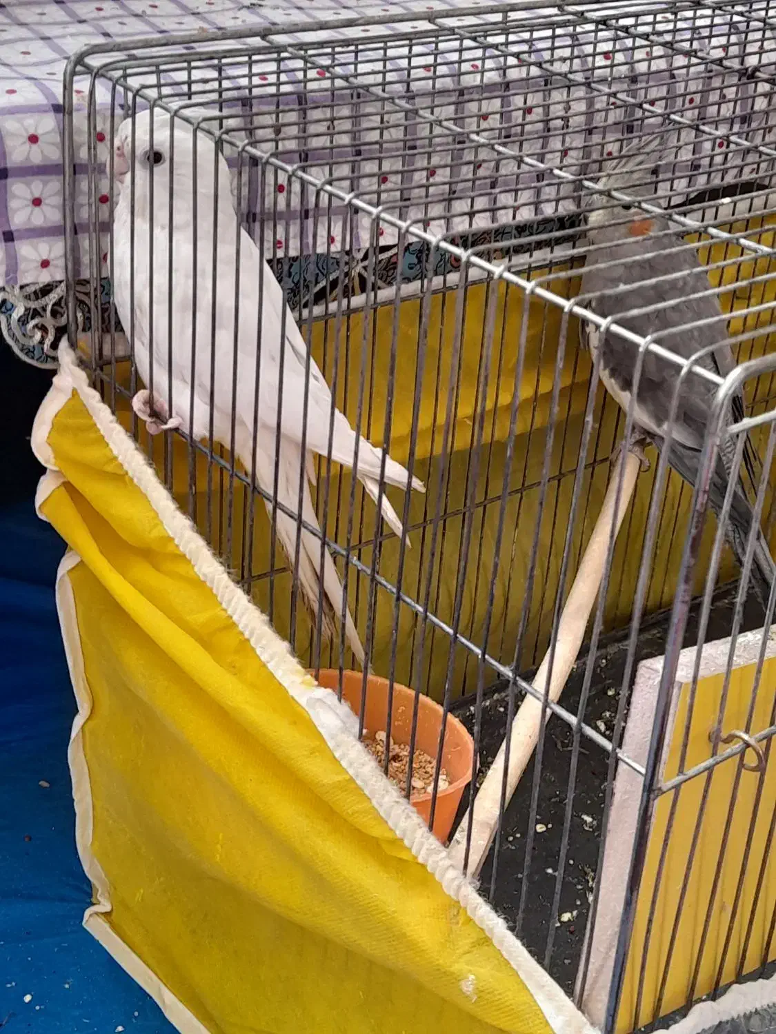 خرید وفروش پرنده|پرنده|کاشمر, |دیوار