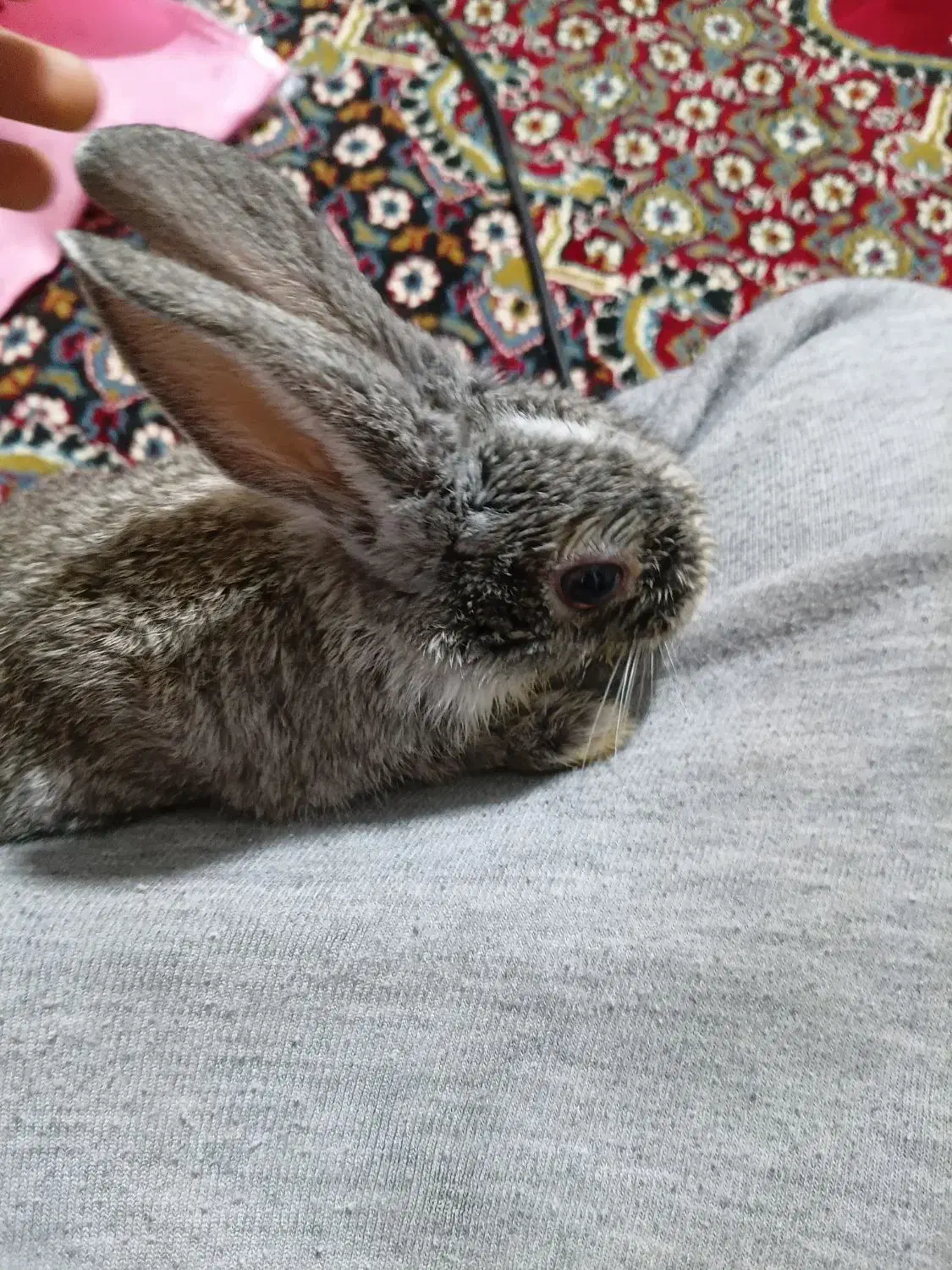 خرگوش|موش و خرگوش|ارومیه, |دیوار