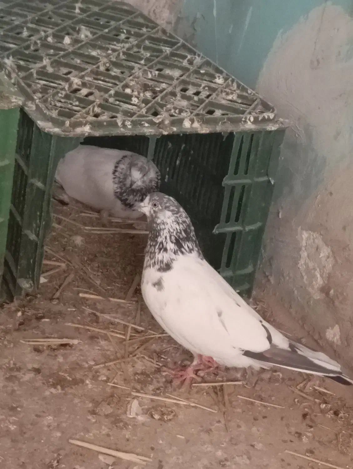 سه جفت کبوتر پرشی|پرنده|مزرعه کتول, |دیوار