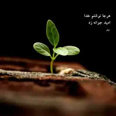 دنبال کارمیگردم خیلی فوری|فعالیت داوطلبانه|بجنورد, |دیوار