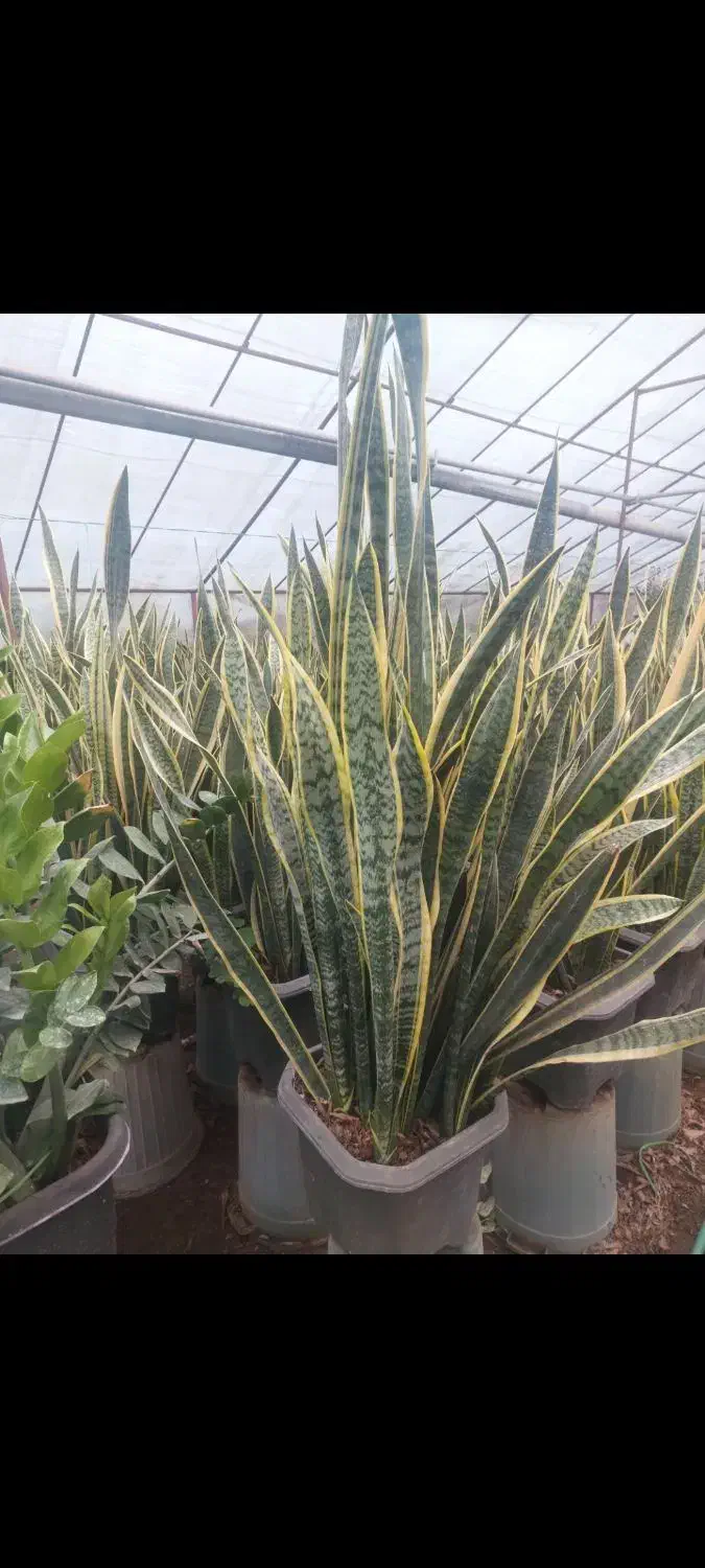 سانسوریا سایز جعبه|گل و گیاه طبیعی|تهران, سازمان آب|دیوار