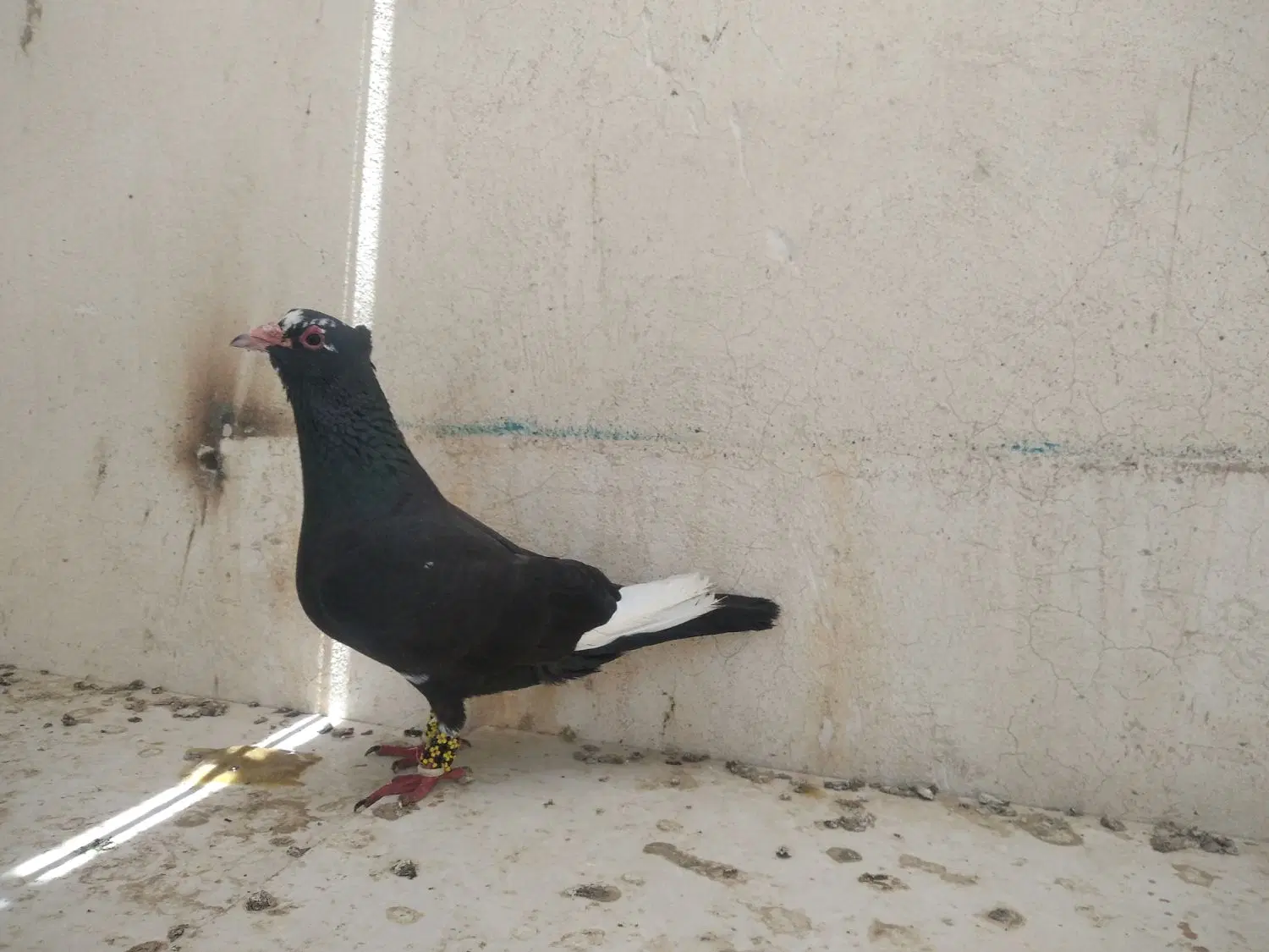 کبوتر|پرنده|چابهار, |دیوار