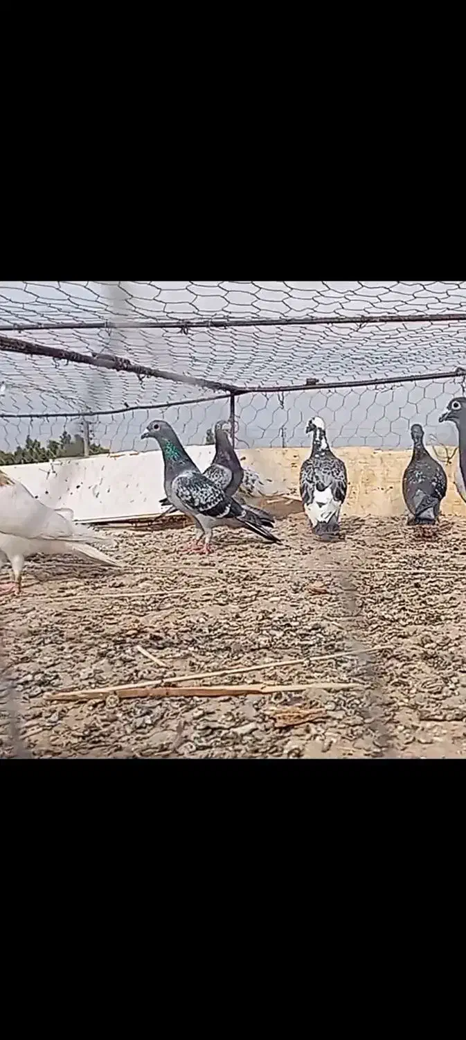 کفتر|پرنده|سرایان, |دیوار